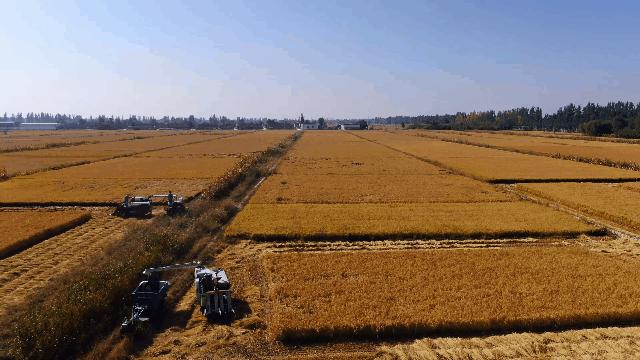 宁夏昊王米业加工,昊王米业