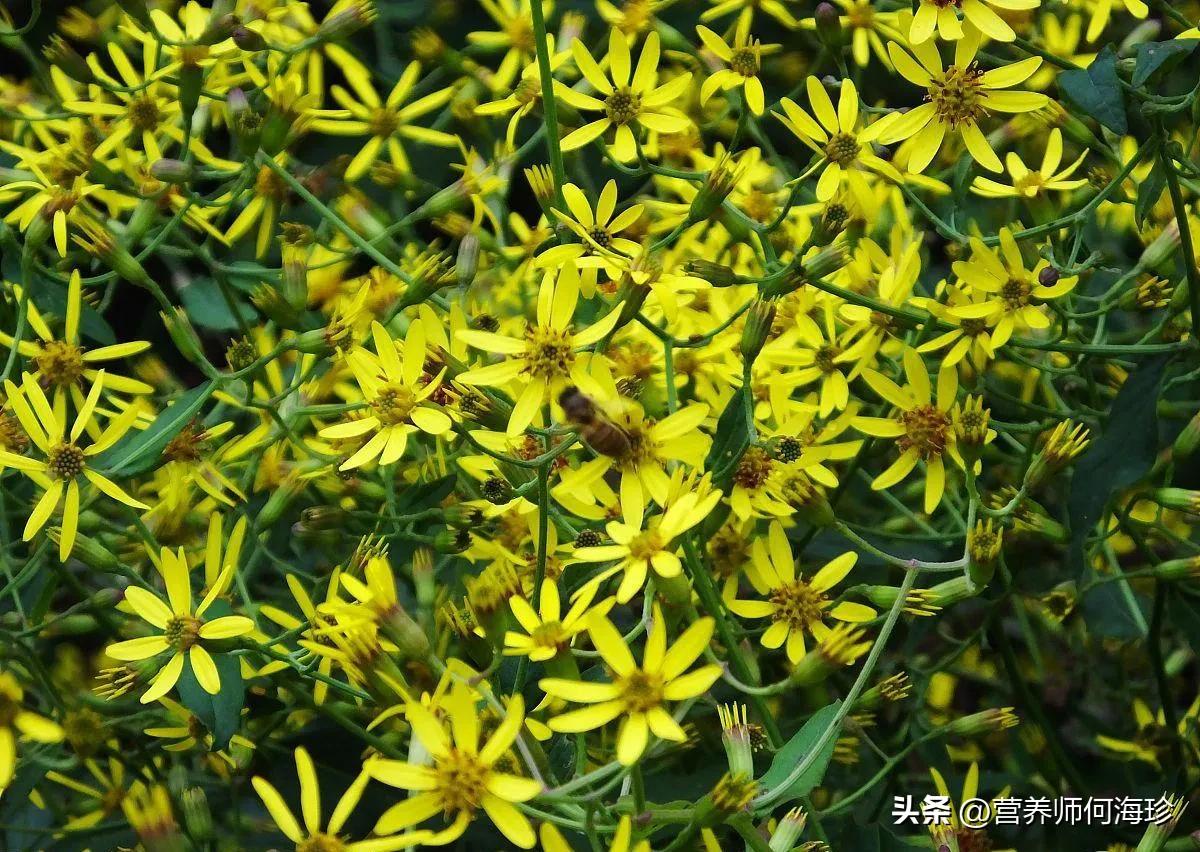长得像野菊花的植物,长得像野菊花的野草