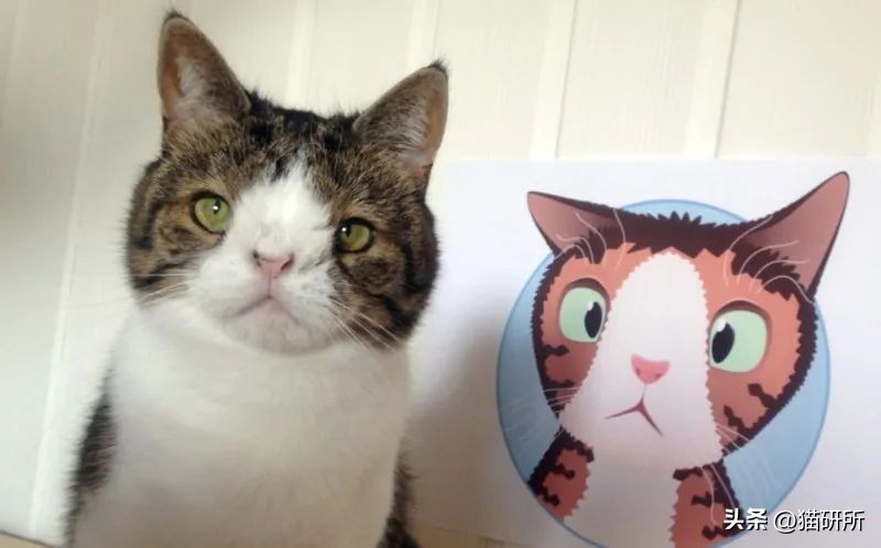怎样测试猫咪的智商低还是高,如何测试猫咪的智商高不高