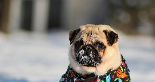 养好巴哥犬的5个技巧,养巴哥犬该注意些什么