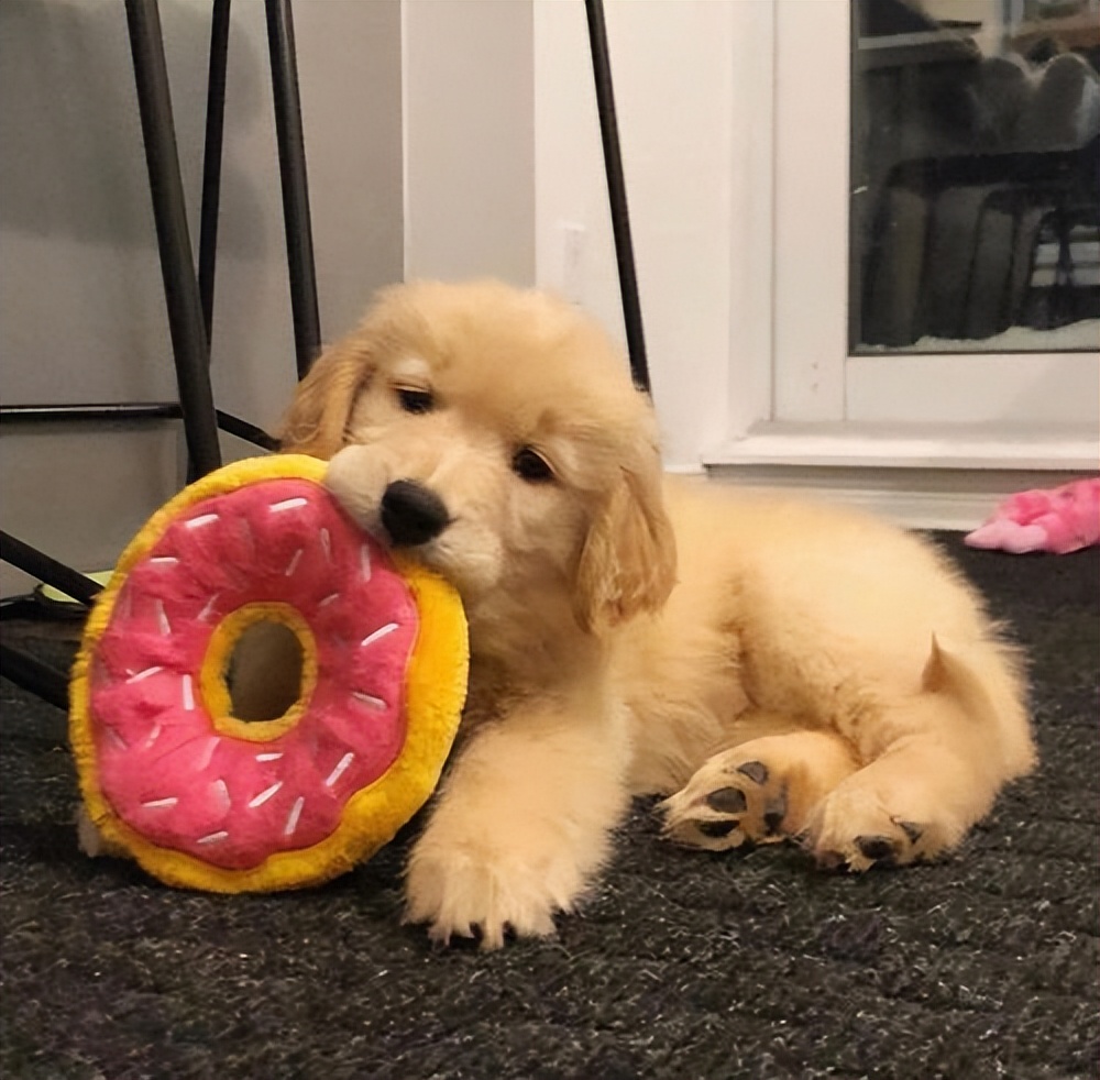 养狗新手推荐什么狗体味小不掉毛,养狗新手养什么狗可以保护主人