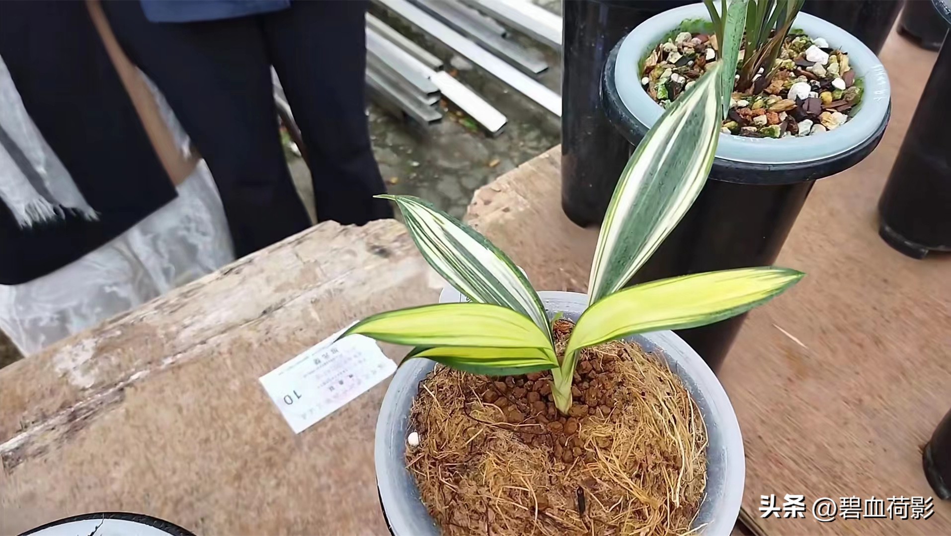 98年，男子88元购入一棵兰花，2023年他靠此花暴富，兰友：有眼光