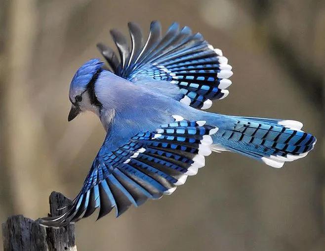 最美罕见的小鸟,全世界最罕见的小鸟