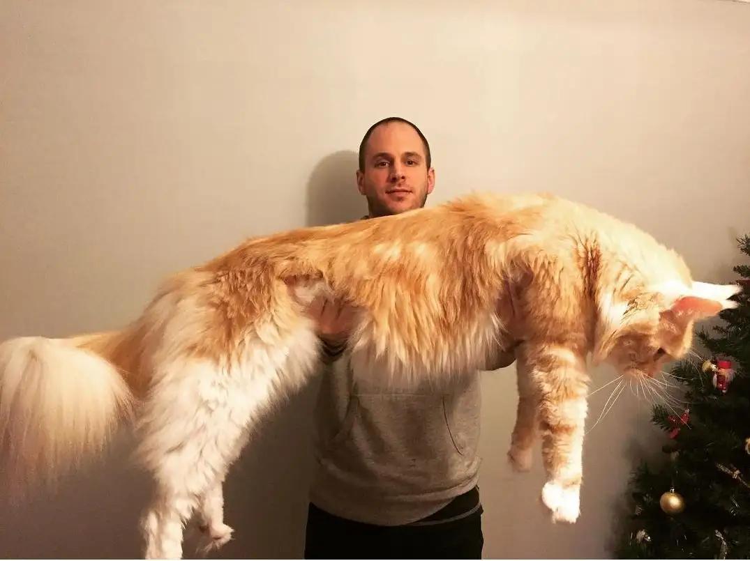 雪中精灵缅因猫,萌宠成长日记缅因猫