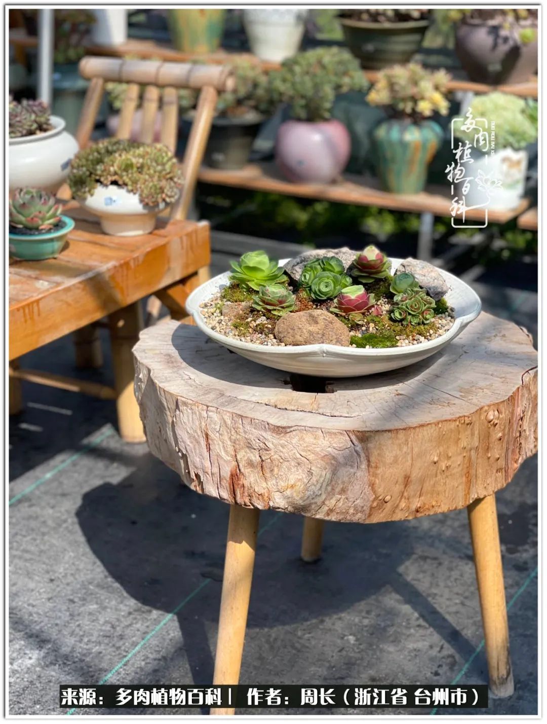 云南树脂粘土多肉组合拼盘创意,多肉拼盘的五个要点是什么