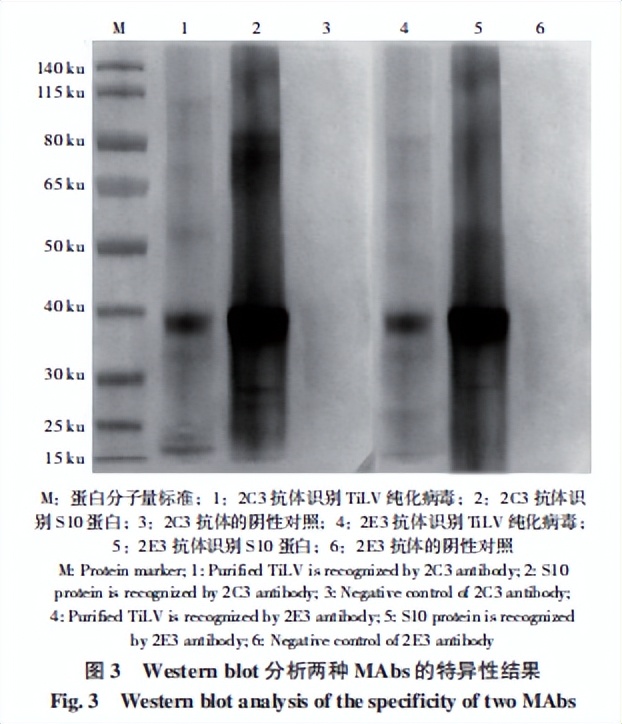 罗非鱼感染嗜水气单胞菌怎样治疗,罗非鱼病毒