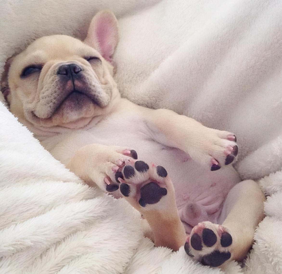 养法斗的十大好处,为啥大多数法斗养到一岁多就抛弃