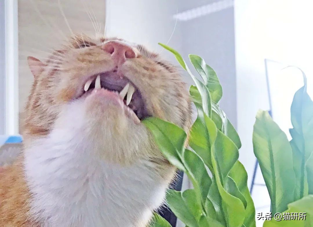养猫可以养什么绿植,养猫不可以养的大型绿植