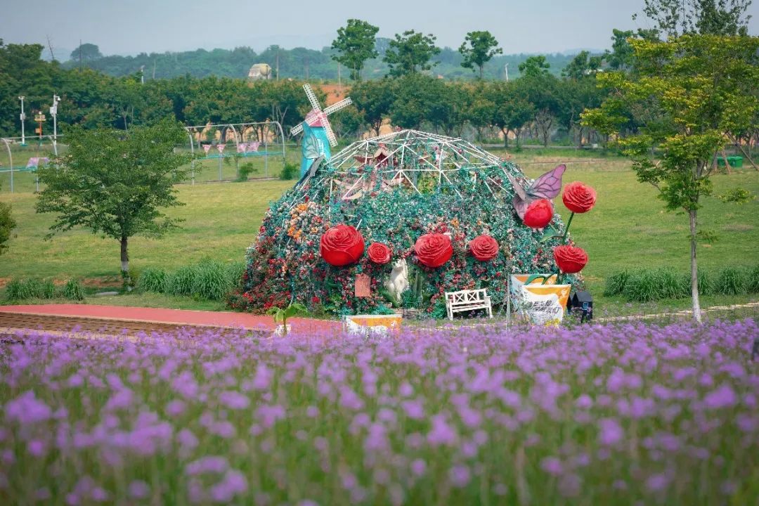 夏天专属的浪漫绣球花,绣球花是夏天的专属浪漫