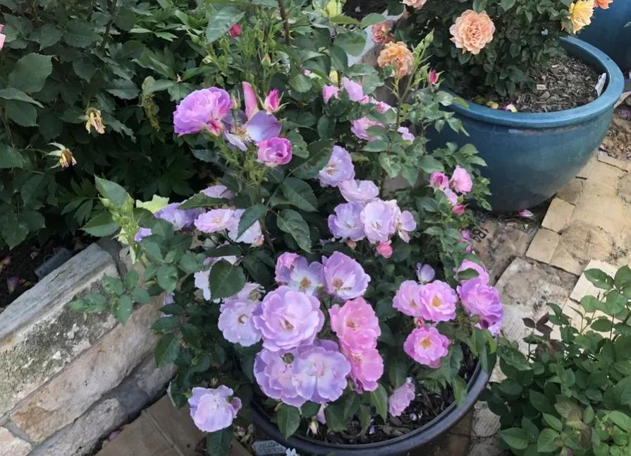 蓝色梦想树月季,蓝色梦想与什么蓝月季一样