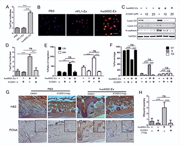 外泌体干细胞美容多长时间见效果,干细胞治疗老年斑多久能痊愈