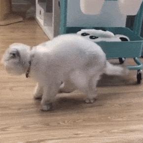 哪种猫寿命最长最好养,寿命最短的猫有橘猫吗