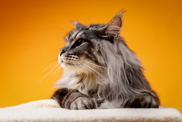 常见的宠物猫有哪些品种,十种常见的宠物猫