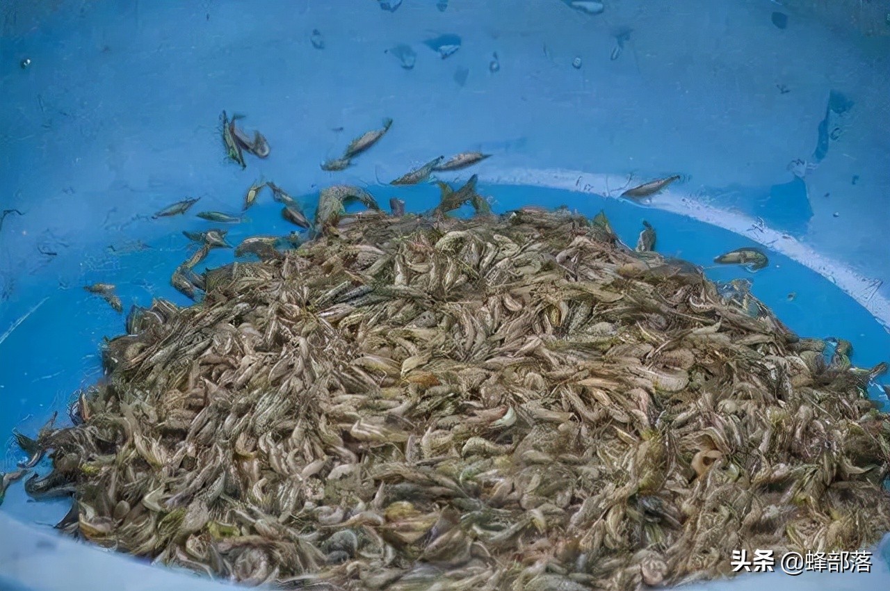 养殖黄鱼为什么那么贵,养殖黄鱼价格多少钱一斤