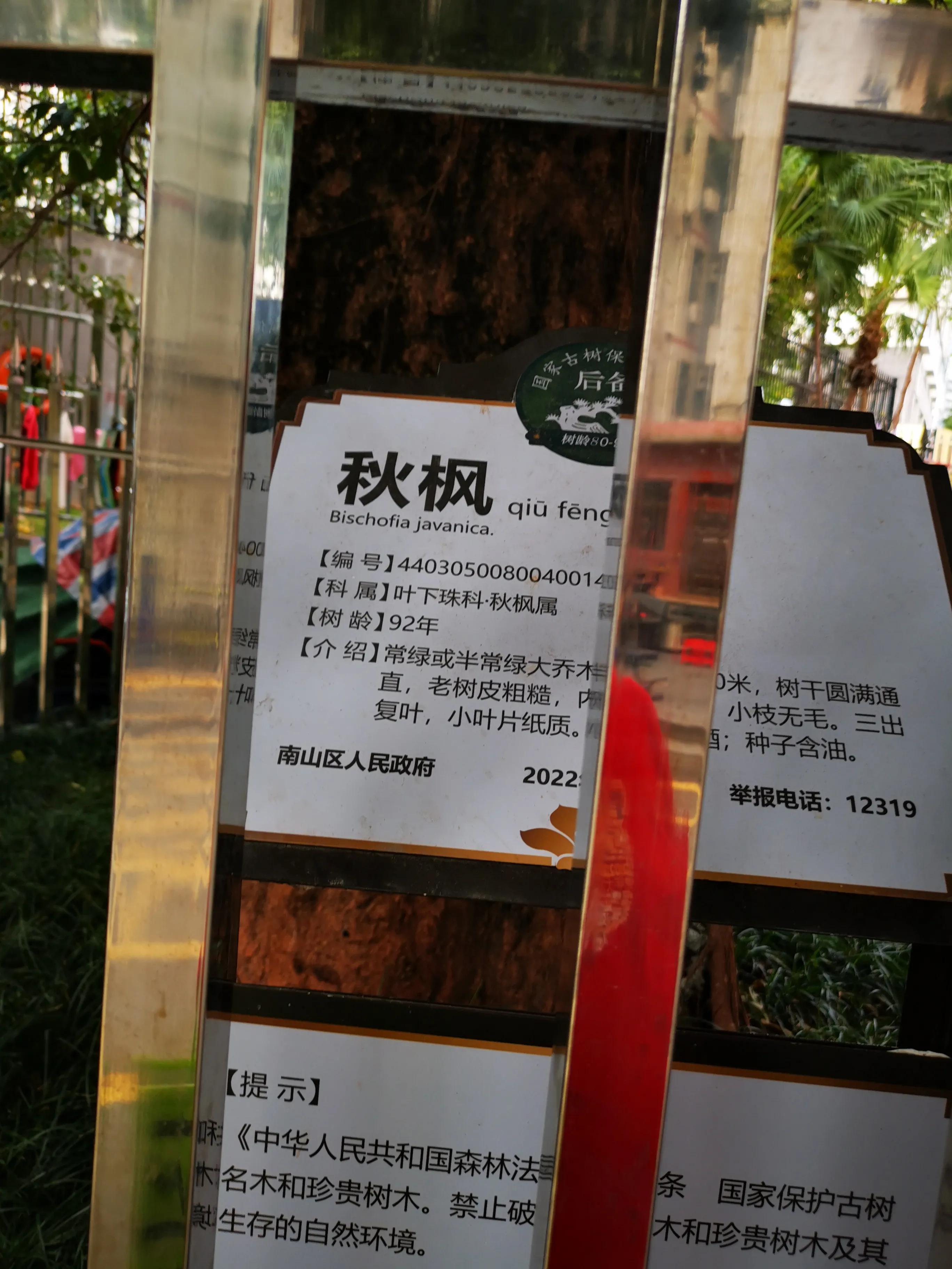 深圳塘朗村最新拆迁消息,深圳城中村真实视频