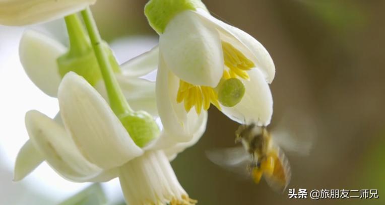 梅州4日3夜旅游路线攻略,春游去哪玩梅州樱花谷
