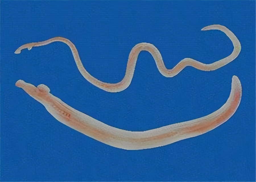 吃知了猴会上火吗好处与坏处,经常吃知了猴对身体有害吗