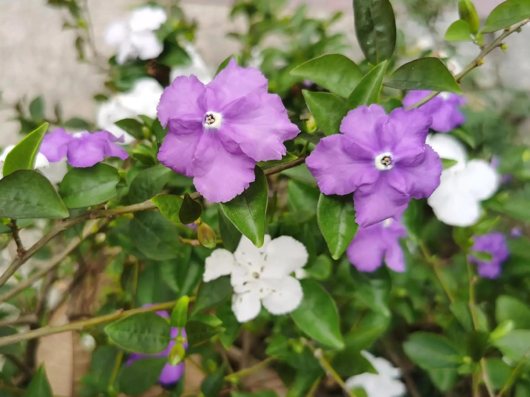 赏花旅游种什么花,春季去公园踏青上百种花让人眼花