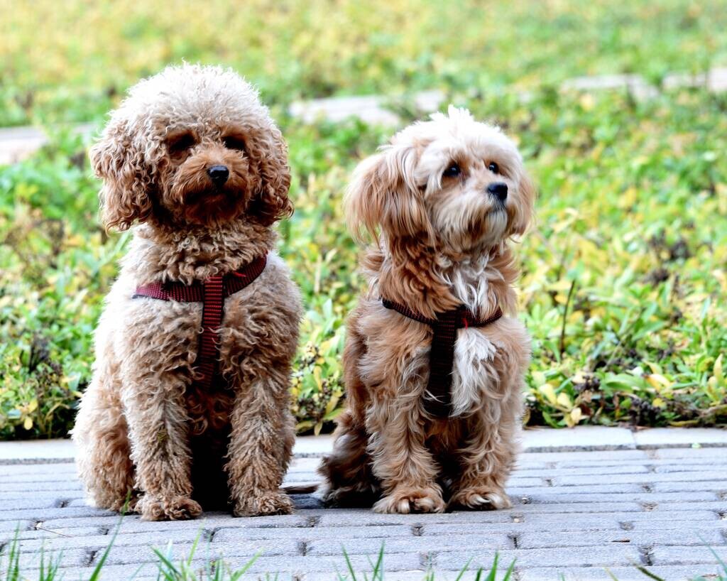 狗狗换狗粮了怎么喂药啊,狗狗换狗粮会有什么症状