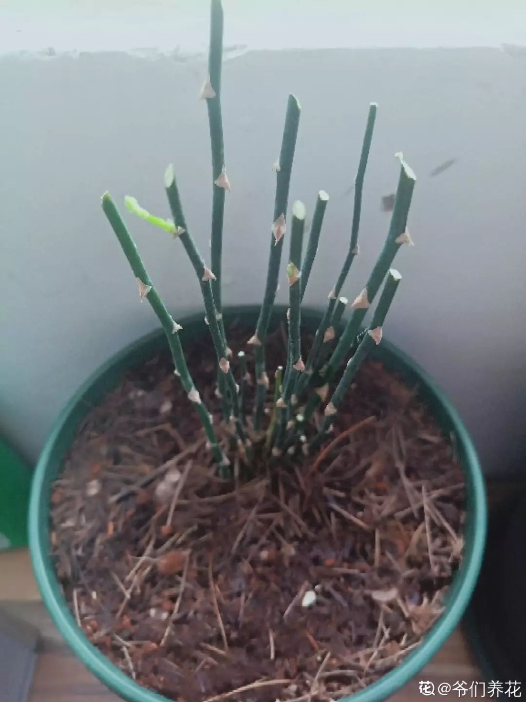 给花剃头,发财树剃光头后发了新芽长不大