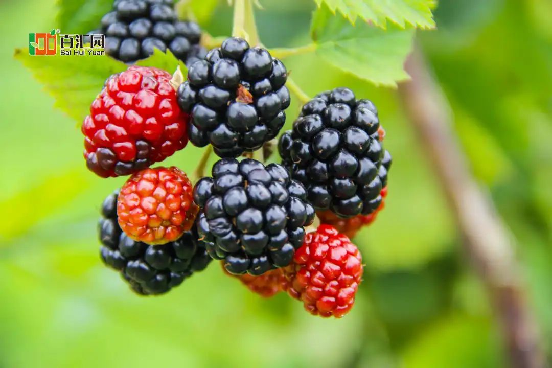 官方推介：夏日避暑纳凉寻香觅果之旅，就在百汇园黑莓产业园