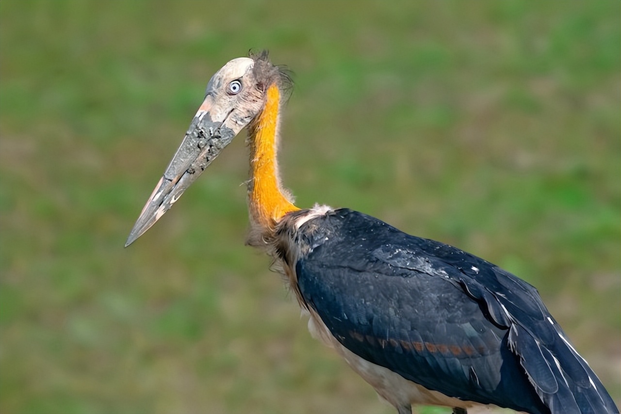 消失40多年的超丑大鸟现身大理，传说能克死皇帝？如今超受欢迎！