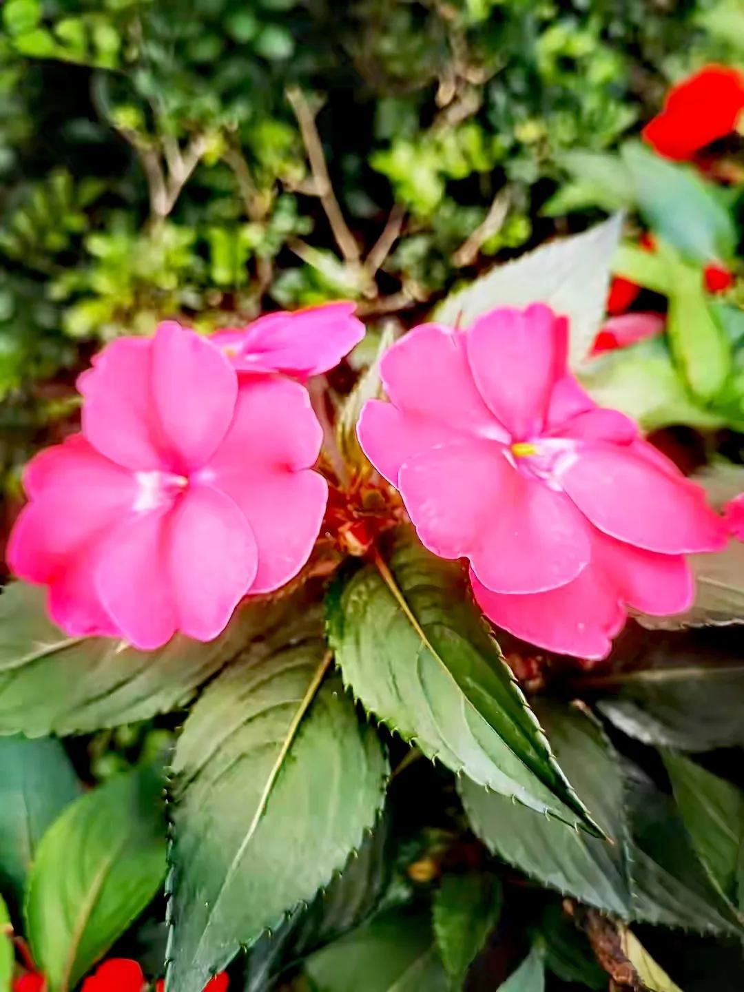 美丽五颜六色的凤仙花,七月最美的花景视频素材