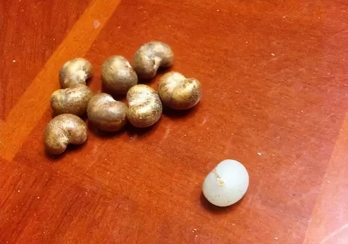 不要钱的文玩,不值钱但玩得好的文玩