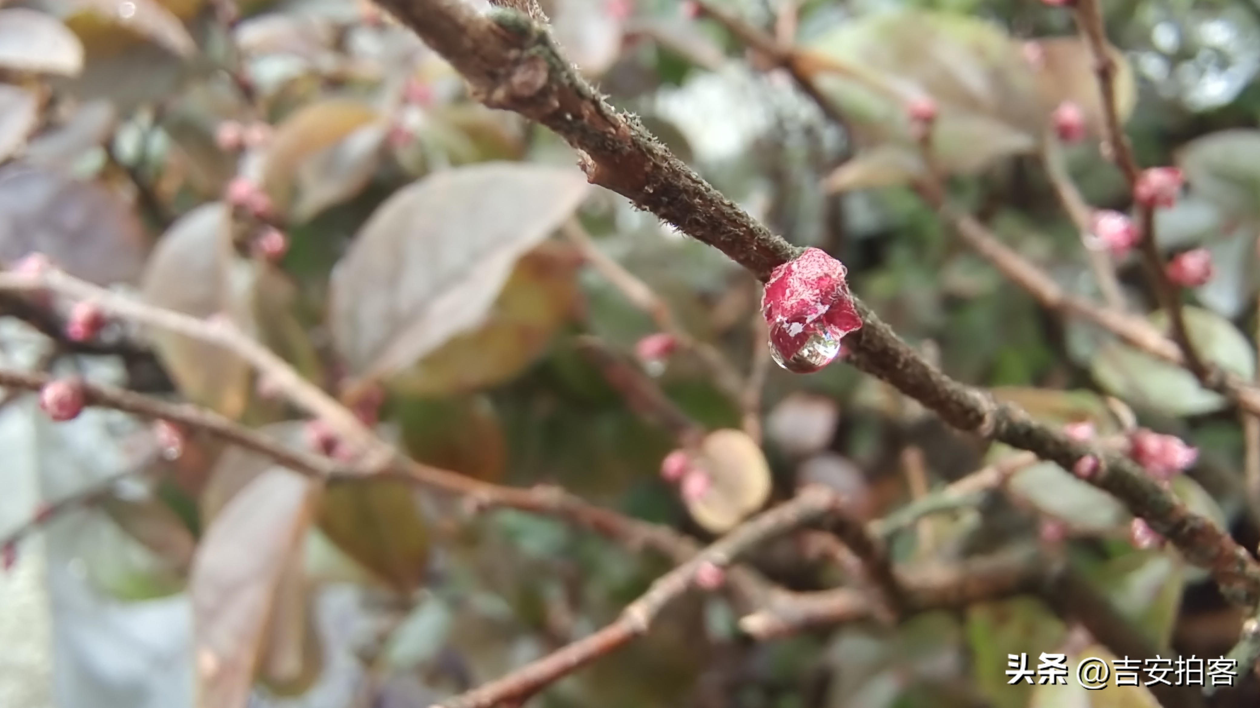 春雨滋润下的红花檵木