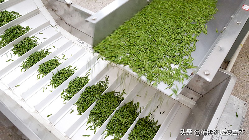 安吉白茶口感特点,贵州产安吉白茶和安吉白茶的区别