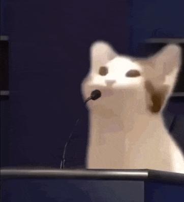 猫做核酸了么,猫核酸检测有必要做吗