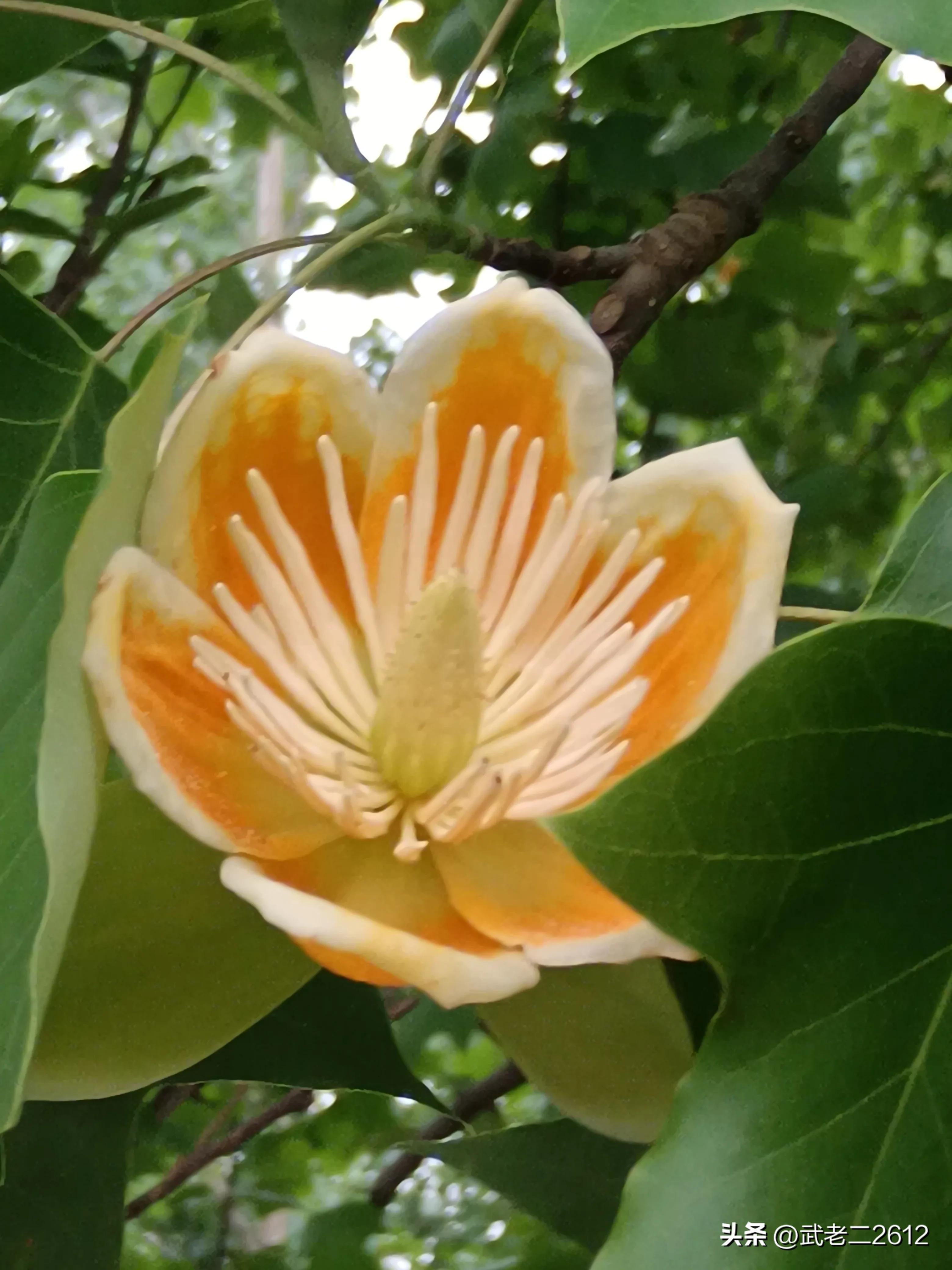 一个为我折树上莲花灯的人