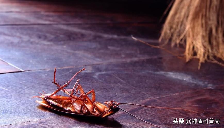 明明蟑螂爬到身上就不见了,有人把蟑螂给踩死了