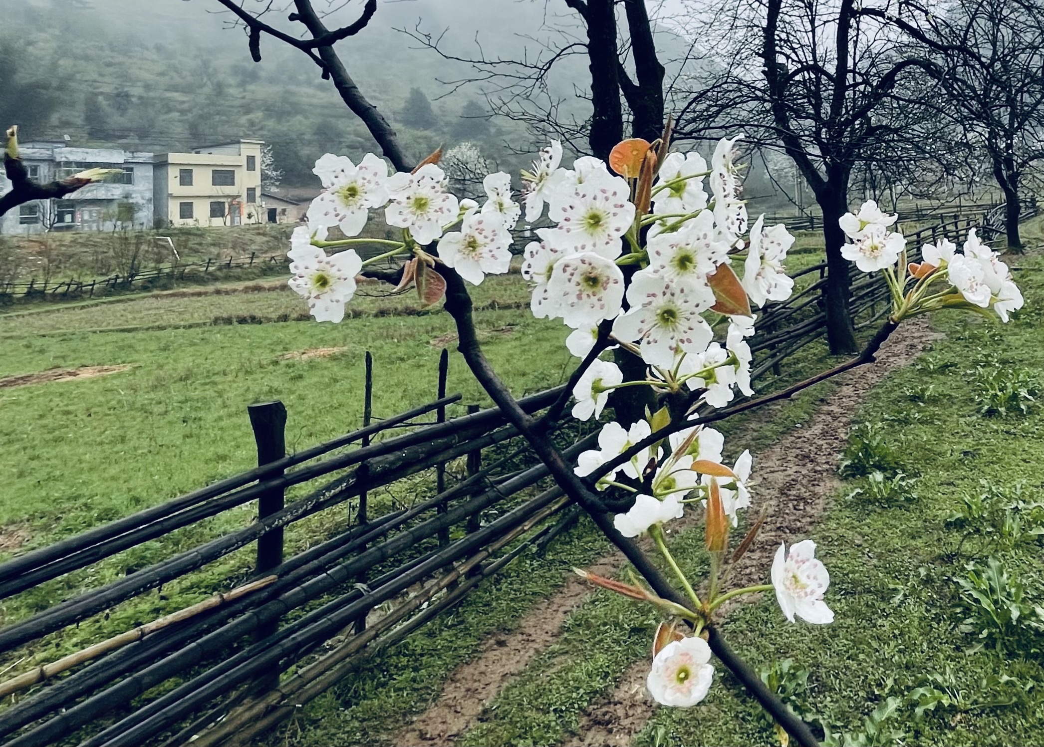 和平村，向往田园牧歌的乡间生活