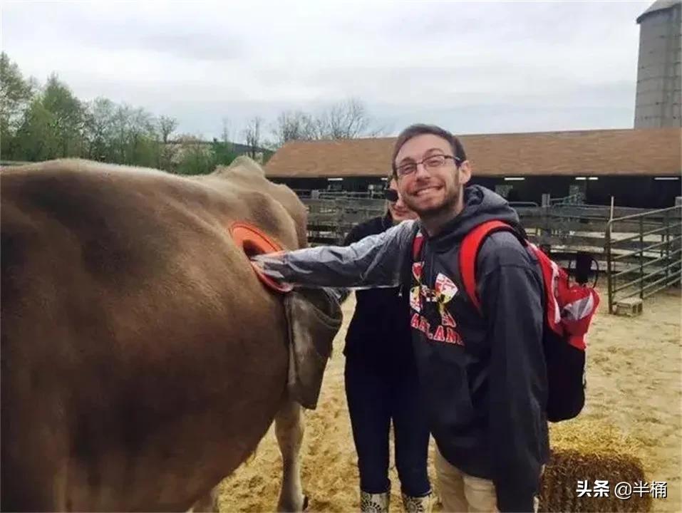 美国为什么养牛要在牛身上开洞,美国人养牛为什么要在牛身上开洞