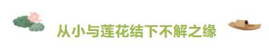 大暑赏莲！95后广东小伙“玩转”睡莲育种成为世界冠军