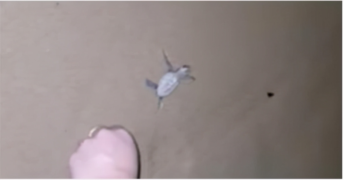 新加坡“骑士团”骑行间解救近百只小海龟！网友大赞：骑士精神