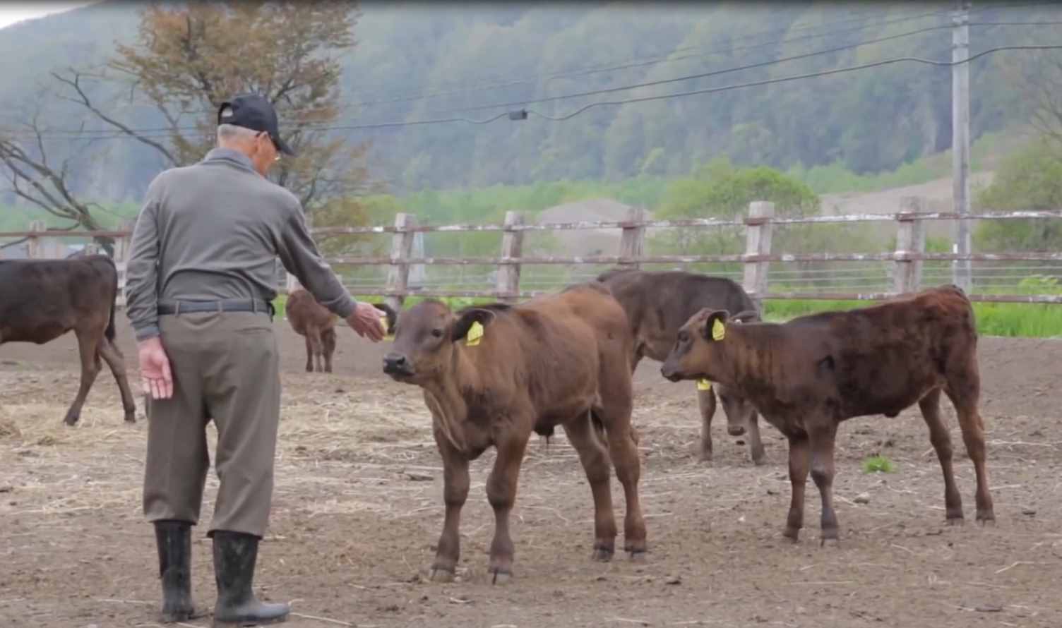 日本和牛的养殖和屠宰,日本和牛残忍养殖