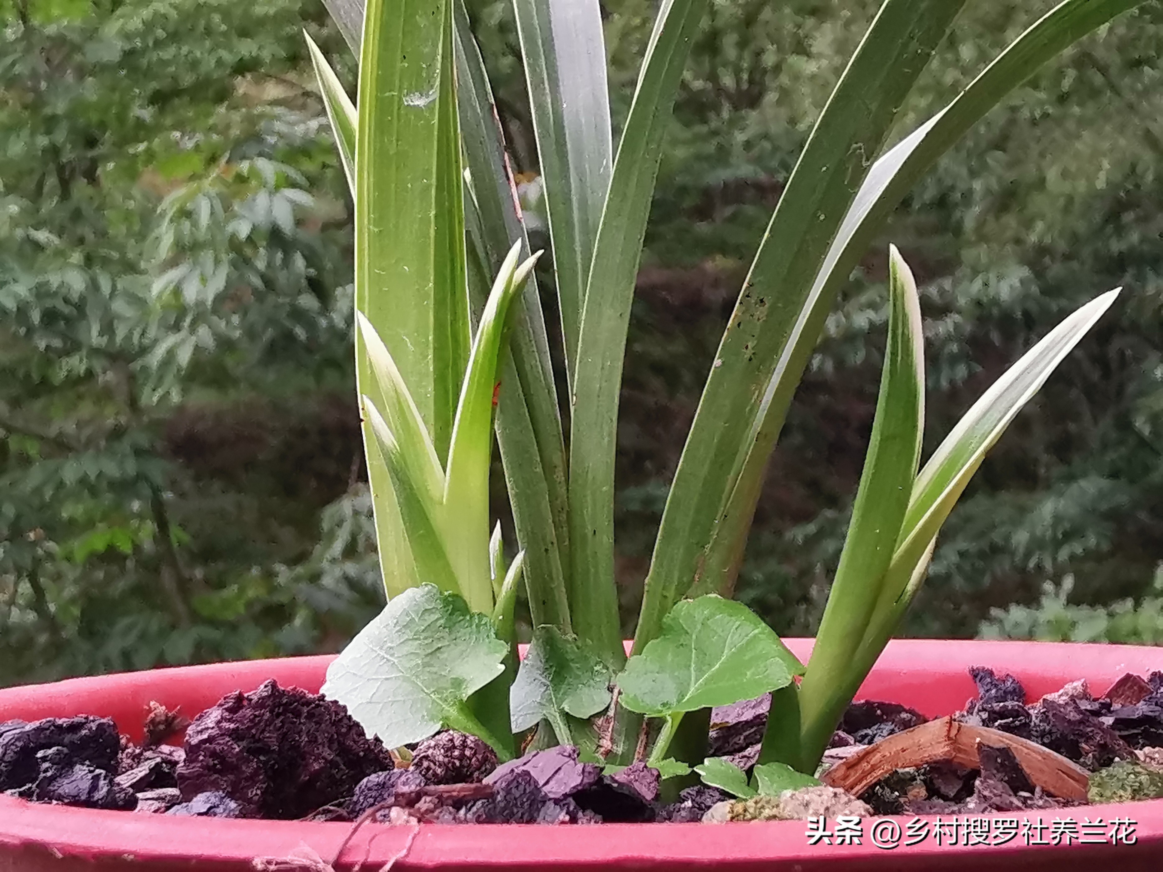 新手兰花不开花怎么办,新手养兰花不能做的事