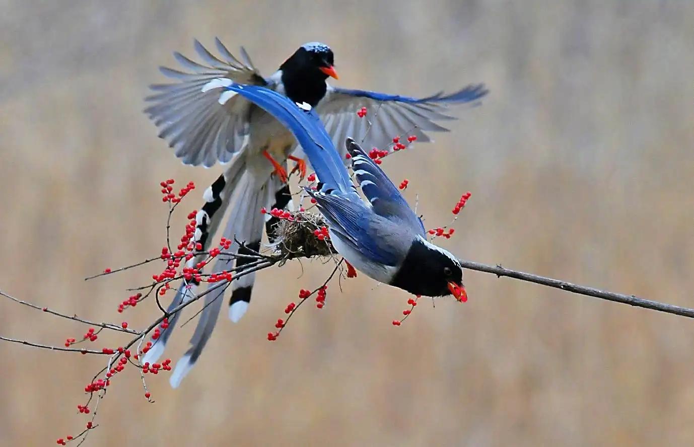厦门行道树鸟攻击人,厦门鸟攻击人
