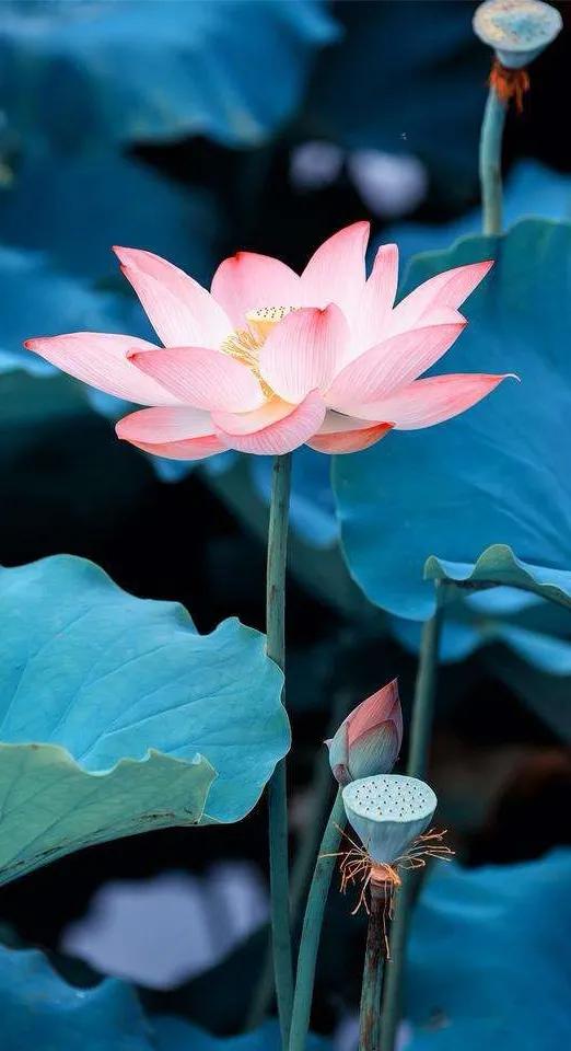 漂亮美丽的荷花壁纸,雨中荷花壁纸荣盛城