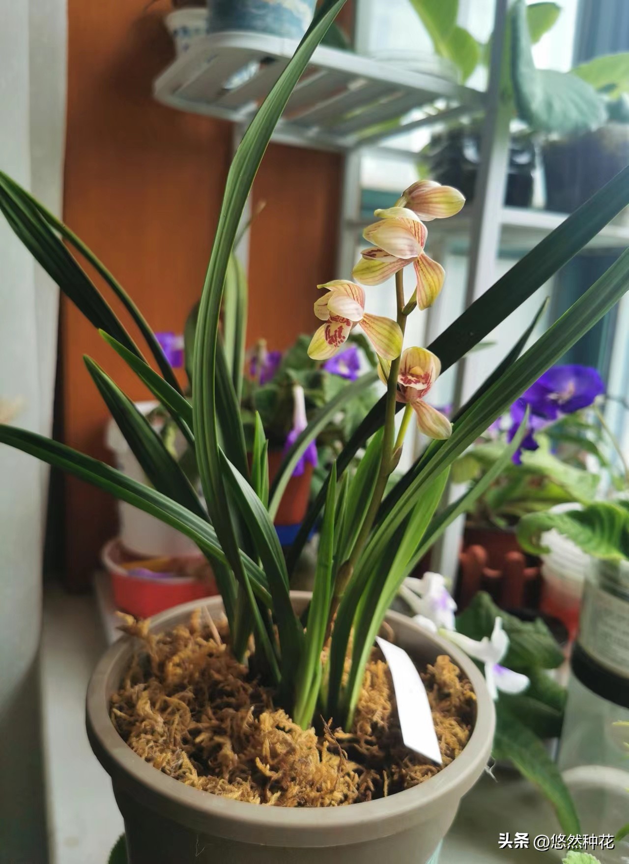 建兰名品大全欣赏,建兰青山玉泉新芽