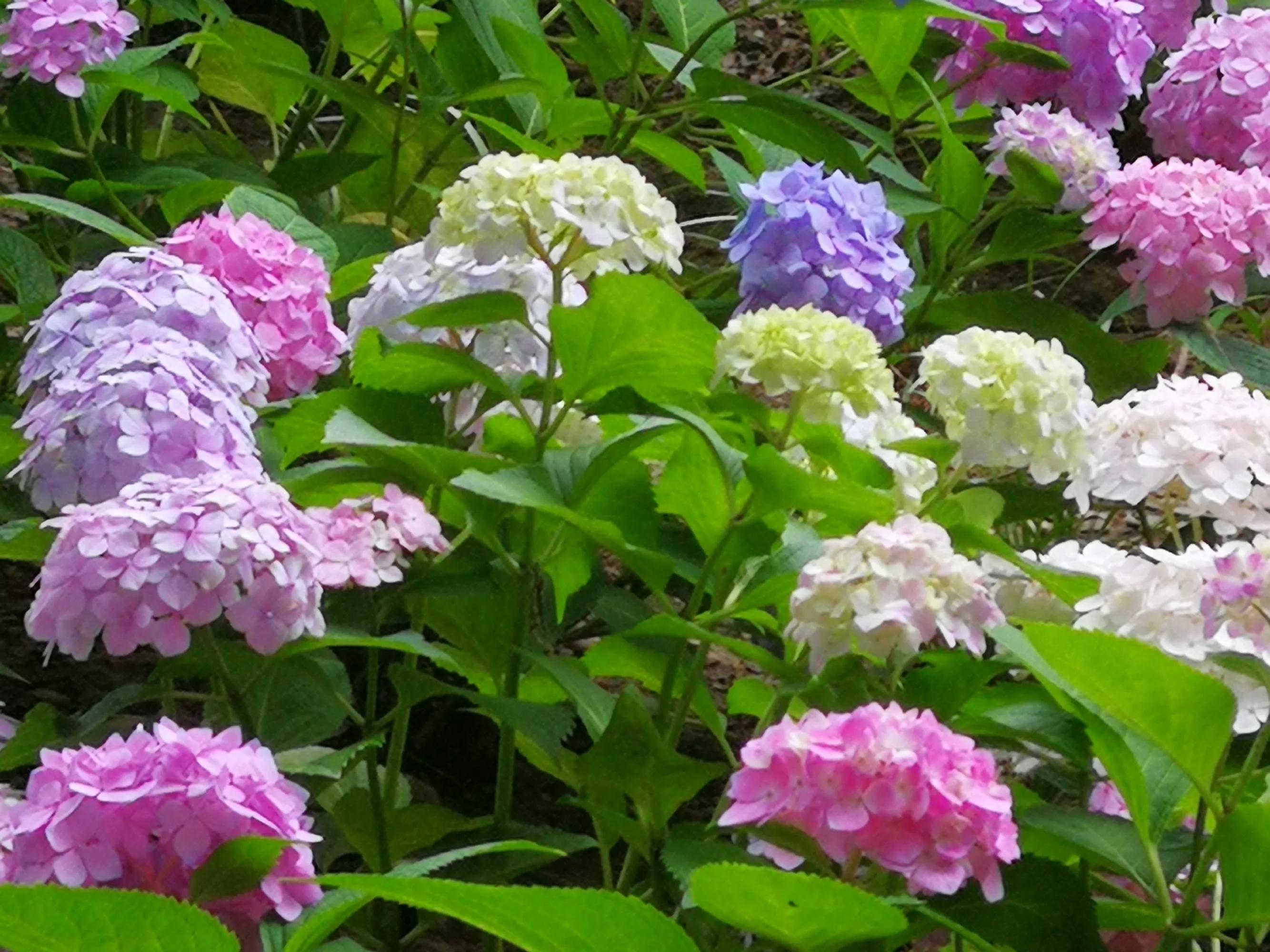 100种迷人的“数字花”,从零到一百万,真是太神奇了