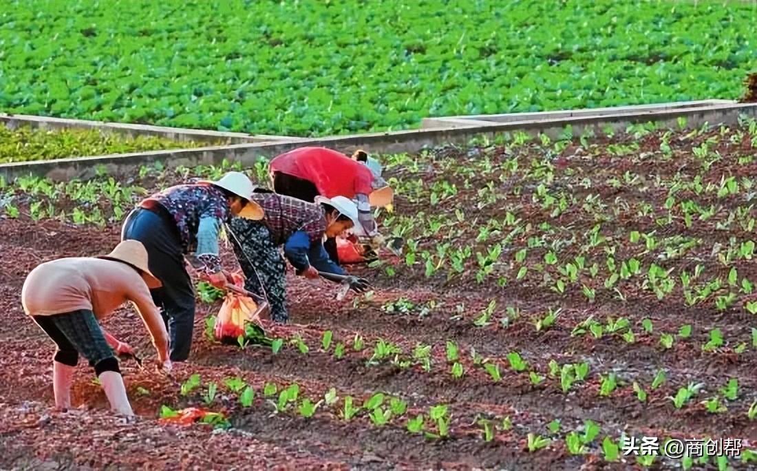 5万回农村做什么生意比较好,三年后回到老家做什么生意好