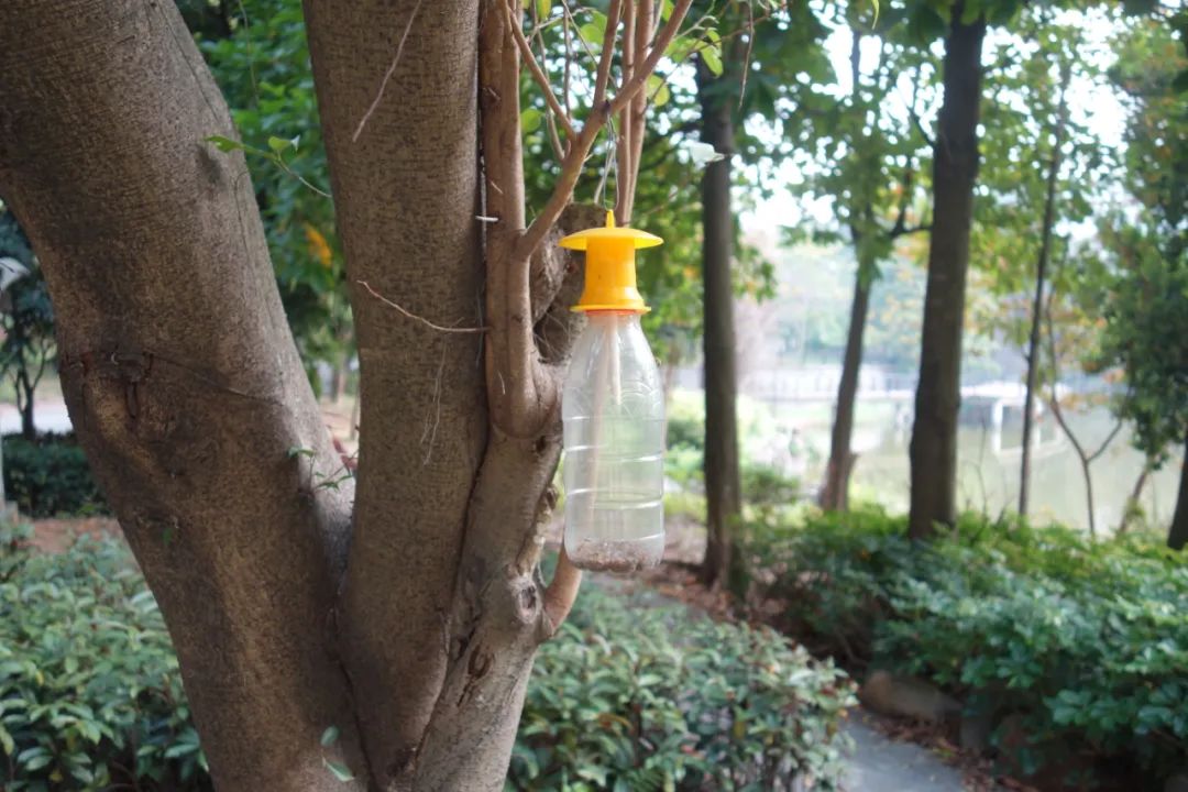 昆虫为什么喜欢紫光灯,夜晚用灯诱昆虫