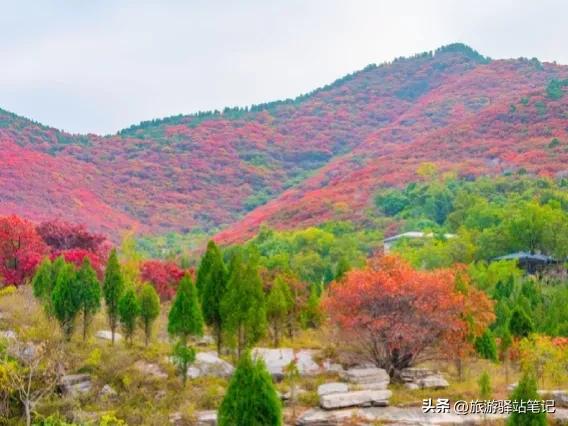 济南红叶谷最新视频,济南红叶谷免票政策