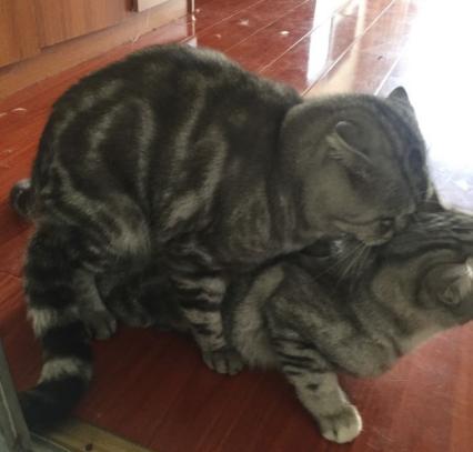 猫咪开车姿势多种多样，绝对是你想象不到的疯狂