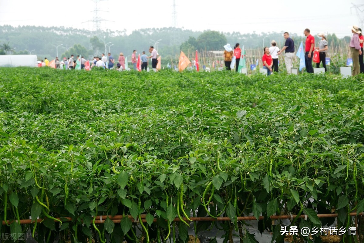 用食醋搭配的这些小配方，一点不比买的肥料差，什么蔬菜也能用