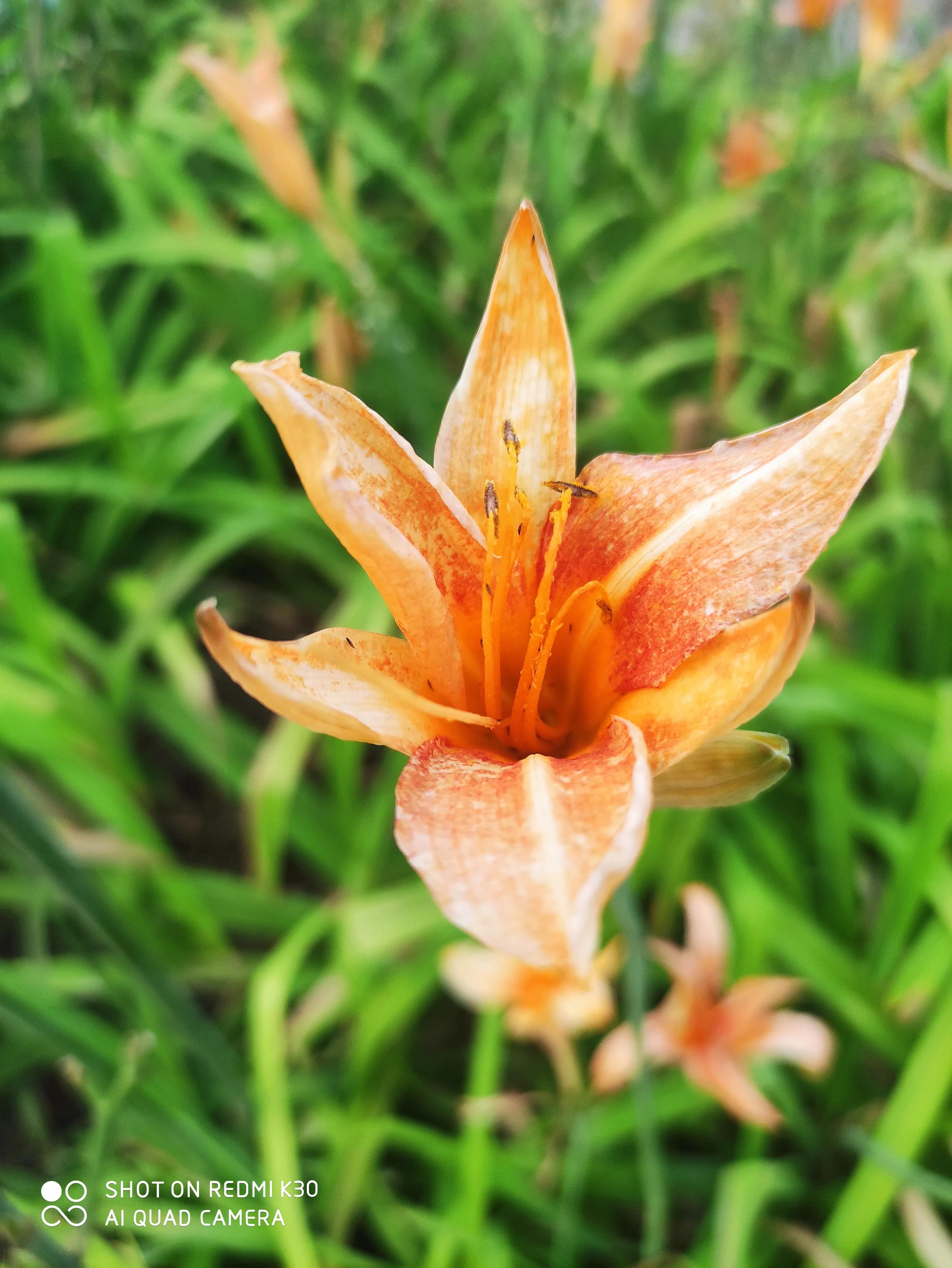 女人要自己买花,女人一定要自己赚钱给自己买礼物