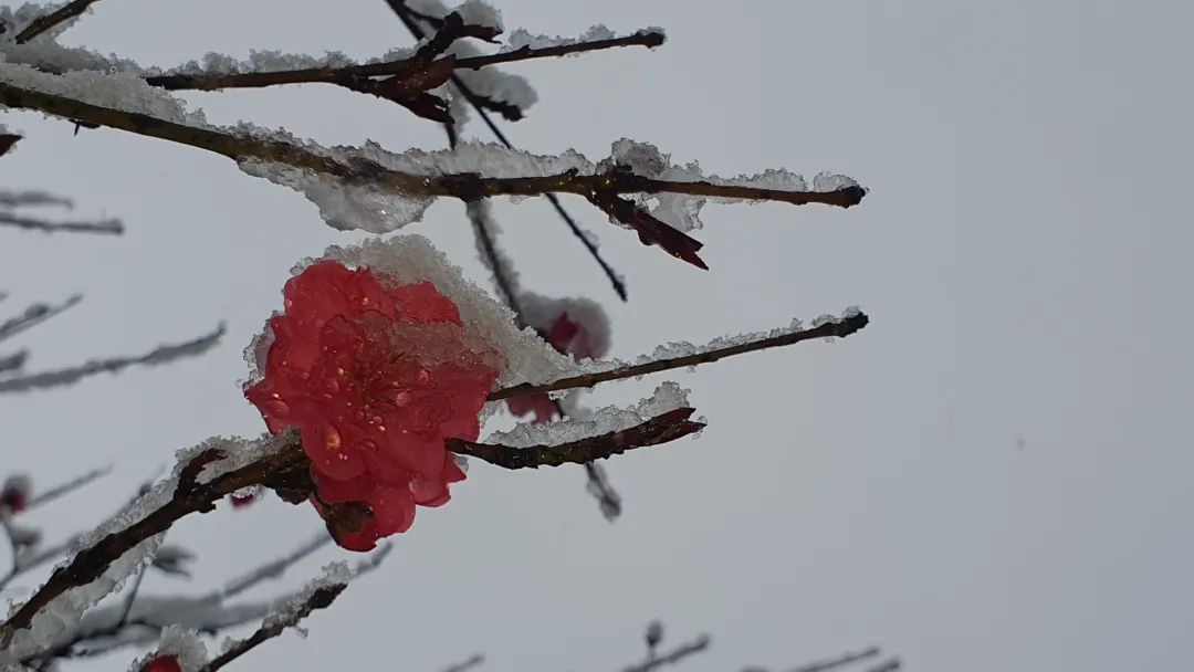下雪的绝美诗句,最美下雪的诗词